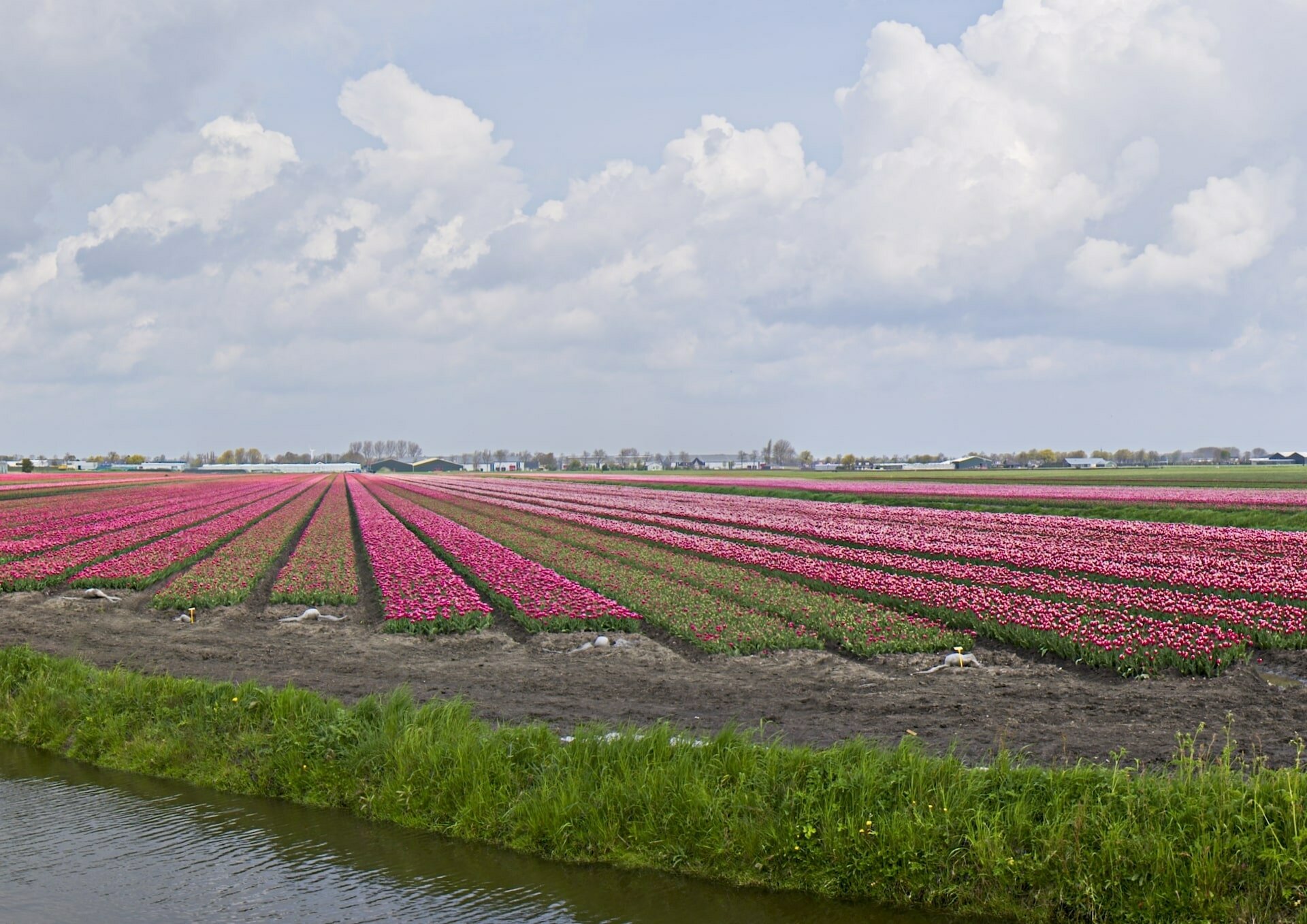 Bollenvelden bij Oosterleek
